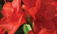 Autumn Bravo
