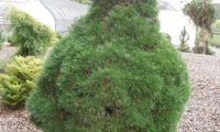Green Penguin