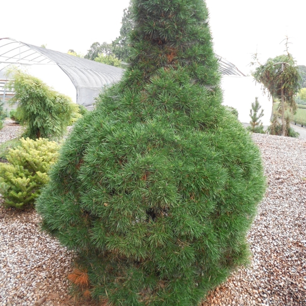 Green Penguin