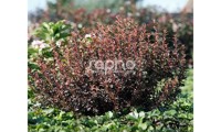 Sweet Cherry Tea®