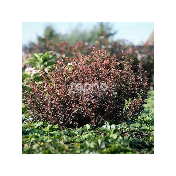 Sweet Cherry Tea®