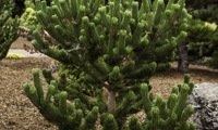 Oregon Green