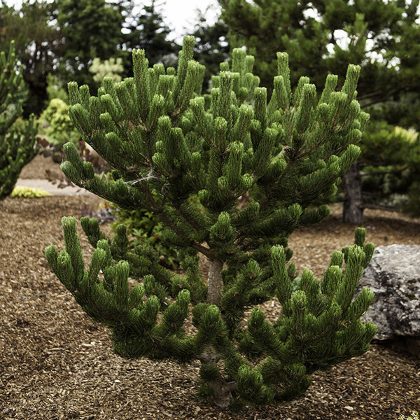 Oregon Green
