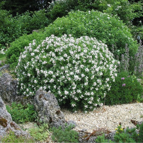 Eternal Fragrance