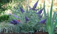 Reve De Papillon Blue