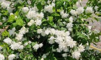 Pearls of Perfume