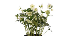 Bouquet Pearl White
