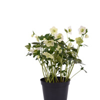 Bouquet Pearl White