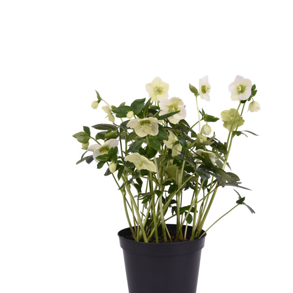 Bouquet Pearl White