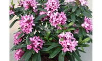 Pink Fragrance