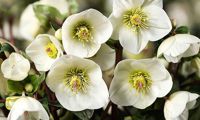 HGC® Ice N' Roses® White Ivory