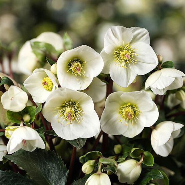 HGC® Ice N' Roses® White Ivory